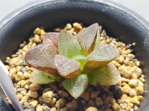 【即決】'Haworthia 'エメリアエ''【送料無料】