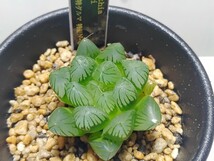 【即決】'Haworthia 大型赤肌特ダルマN-8' 【送料無料】_画像5