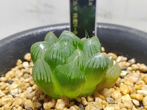 【即決】'Haworthia 大型赤肌特ダルマN-8' 2【送料無料】