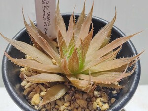 【即決】'Haworthia kromia n.n. IB6533 Woodlands farm, S of Humans Drop' 2【送料無料】