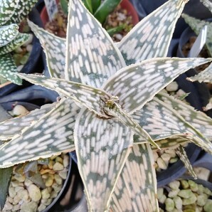 Aloe hybrid 'ドリアンフレーク'【送料無料】の画像2