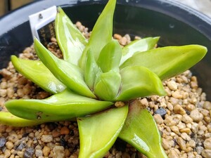 'Haworthia starkiana スターキアナ '【送料無料】