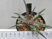  'Dyckia (retzii rubra × Arizona) × goehringii type clone'【送料無料】_画像6