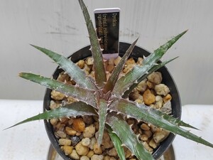  'Dyckia (retzii rubra × Arizona) × goehringii type clone'【送料無料】