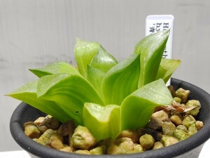 'Haworthia hybrid'青い鳥錦''【送料無料】