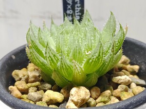 【即決】'Haworthia パリダ×オブツーサ '【送料無料】