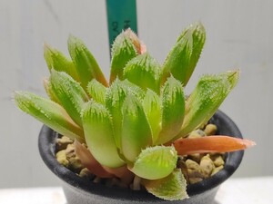 'Haworthia cv. 'Bristle Tips' IB17709'【送料無料】