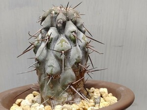 'Copiapoa cinerea 黒王丸 カキ子自根 '【送料無料】