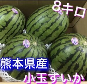 熊本県産 小玉すいか 秀品 3玉～6玉入8キロ～