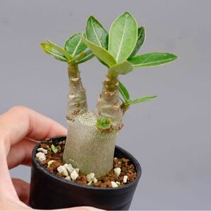 【2株セット】アデニウム アラビカム YLB Adenium arabicum Yak Lop Buri 実生株の画像2