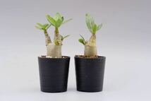 【2株セット】アデニウム アラビカム YLB Adenium arabicum Yak Lop Buri 実生株_画像6