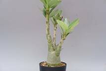 【2株セット】アデニウム アラビカム PNW　Adenium arabicum Phet na wang実生株_画像4