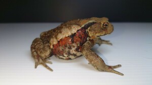 ⑥　薄茶系の赤斑　　　　　　　　　　　ヒキガエル　アズマヒキガエル　　　　　　　　　　　　