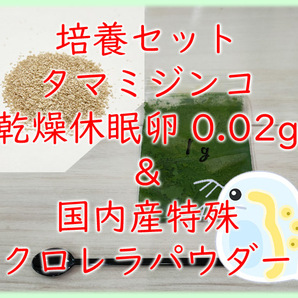 ★培養セット★国産クロレラパウダー付き タマミジンコ 乾燥休眠卵 約5000粒 1カプセル (約0.02g)の画像1