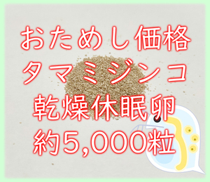 ★おためし価格★タマミジンコ 乾燥休眠卵 約5000粒 1カプセル (約0.02g) ＊10個セット