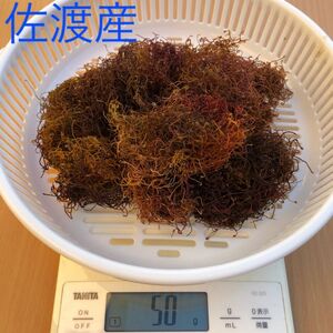 佐渡産　いご草　50g えご草　おきうと草