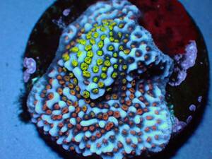 コモンサンゴ　Rainbow Montipora (5/3金　発送限定)