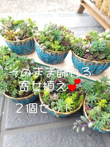 多肉植物寄せ植え そのまま飾れるランダム２個セット