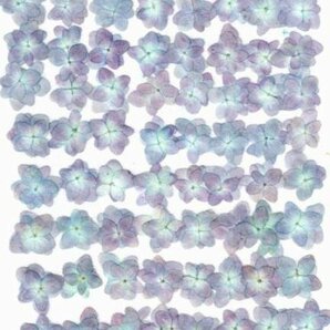 業務用 押し花 アジサイ ブルー（自然色） 大容量 500枚ドライフラワー デコ レジン 封印の画像2