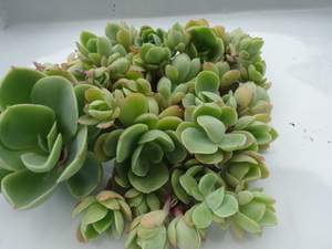 # succulent plant ekebe rear Golden Glo u30 cut and more .....#