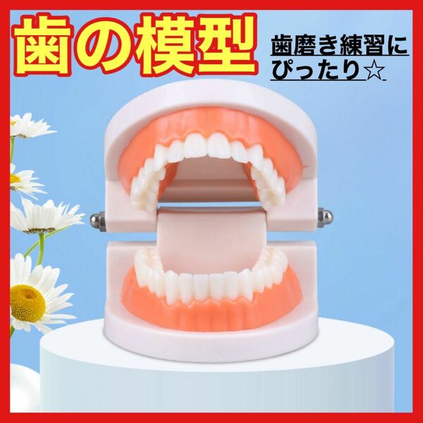 歯の模型 歯磨き練習 歯磨き 歯医者 子供 キッズ 180度開閉 知育 知育玩具