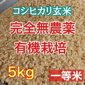 完全無農薬 有機栽培 5キロ『一等米』令和5年 新米 コシヒカリ 玄米　是非発芽玄米にして召し上がって下さい。精米 送料無料 農家直送