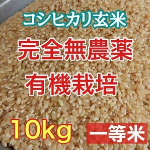 完全無農薬 有機栽培 10キロ 『一等米』令和5年 新米 コシヒカリ玄米 安心安全美味しいお米 発芽玄米になります！送料、精米無料♪の画像1