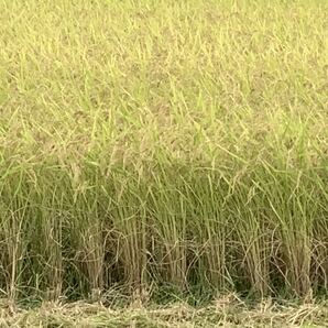 完全無農薬 有機栽培 5キロ『一等米』令和5年 新米 コシヒカリ 玄米 是非発芽玄米にして召し上がって下さい。精米 送料無料(*^^*)の画像6