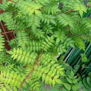 山椒の葉　　１００枚 