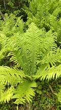 天然自然春の山菜 ♪コゴミ10苗♪天ぷら ♪おひたし ♪サラダ ♪こごみ♪観葉植物にもどうぞ♪無農薬栽培♪_画像6