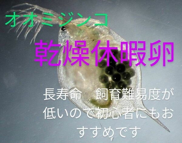 送料無料！オオミジンコ休暇乾燥卵　めだか　グッピー　金魚　鯉稚魚　自由研究　飼育しやすく初心者にもおすすめ　