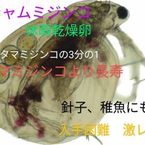 送料無料！超希少！タマミジンコの3分の1のミジンコ　シャムミジンコ乾燥休暇卵　1カプセル　針子、稚魚にも　入手困難　グッピー　金魚