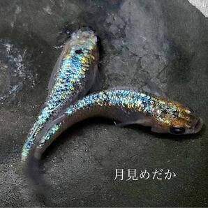 【月見めだか】ヒミツヘイキ 幼魚 ３０匹+α（計３３匹） 《注意事項必読》 の画像1