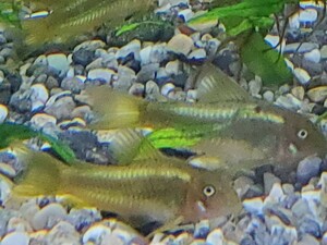 &lt;Corydoras illuminator green&gt; [bleed] 4,0 см 10 наборов