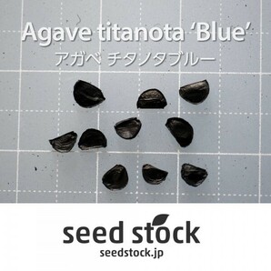 アガベの種 チタノタブルー titanota 'Blue' 20個 ★送料80円の画像3