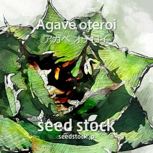アガベの種 Agave oteroi 100個 ★送料0円 AV100