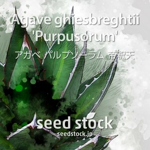 アガベの種 Agave ghiesbreghtii 'Purpusorum' 100個 ★送料0円