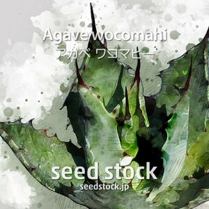 アガベの種 Agave wocomahi 50個 ★送料80円〜