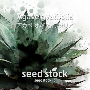 アガベの種 Agave ovatifolia オバティフォリア 50粒 ★送料80円