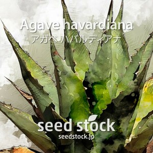 アガベの種 ハバルディアナ Agave havardiana 100個 ★送料80円