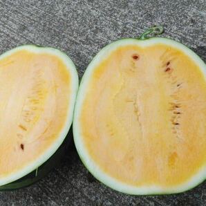 熊本県植木町 吉永農園 サマーオレンジ1玉約6kg一級品黄色すいかの画像2