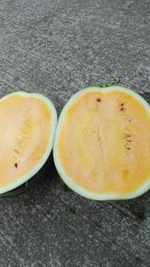 熊本県植木町　吉永農園　サマーオレンジ1玉約7kg家庭用　黄色すいか15