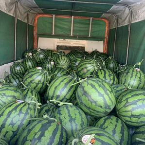 熊本県植木町 吉永農園 サマーオレンジ1玉約7kg家庭用 黄色すいか9の画像3