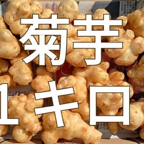菊芋◯キクイモ◯長崎県産◯約１キロ◯食べるインシュリン◯ゴボウ風味