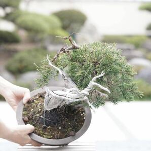 「亦盆栽」糸魚川真柏 山採り 盆栽の画像10