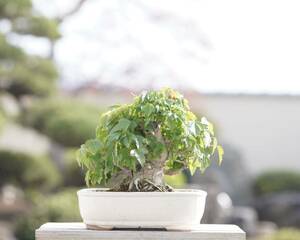 [. bonsai ] maple maple shohin bonsai 