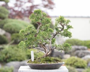 [. bonsai ] gold . thread fish river genuine Kashiwa shohin bonsai 