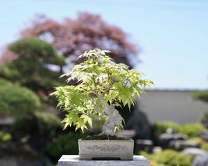 [. bonsai ] mountain . leaf shohin bonsai 