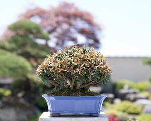 [. bonsai ]... 1 psc shohin bonsai 