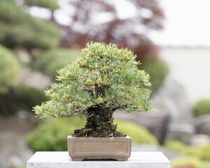 [. bonsai ]. leaf pine .. shohin bonsai 